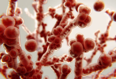 3d rendering of Candida albicans