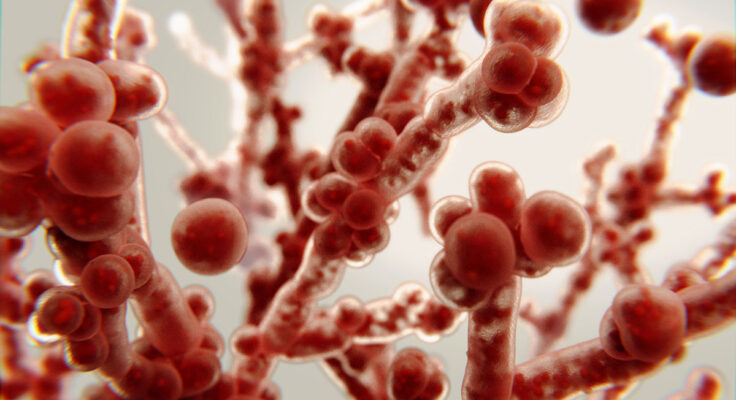3d rendering of Candida albicans