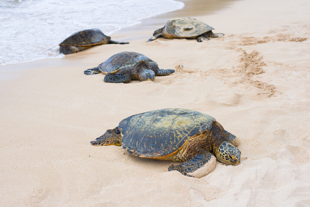 Four turtles moving across a sandy beach.